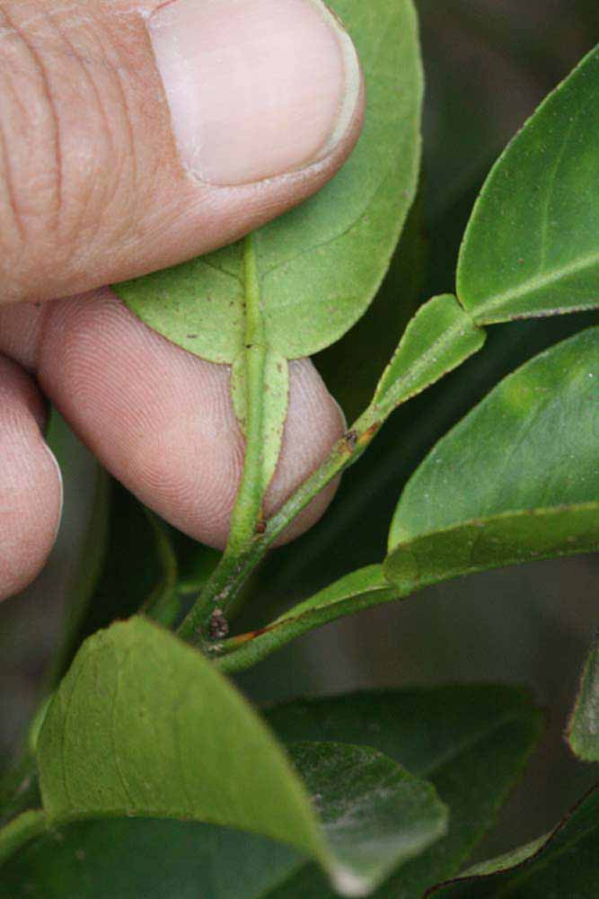              Petiole (Riverside, CA)       